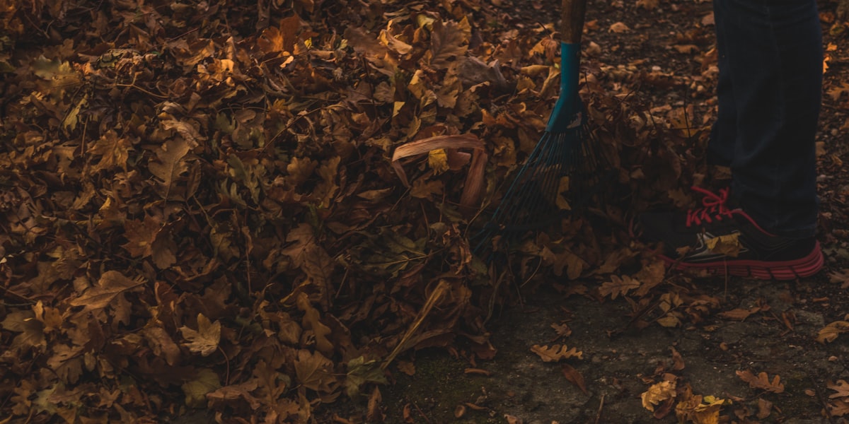 A rake at the edge of a pile of autumn leaves